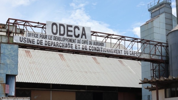 Café burundais : l’ODECA promet des solutions 